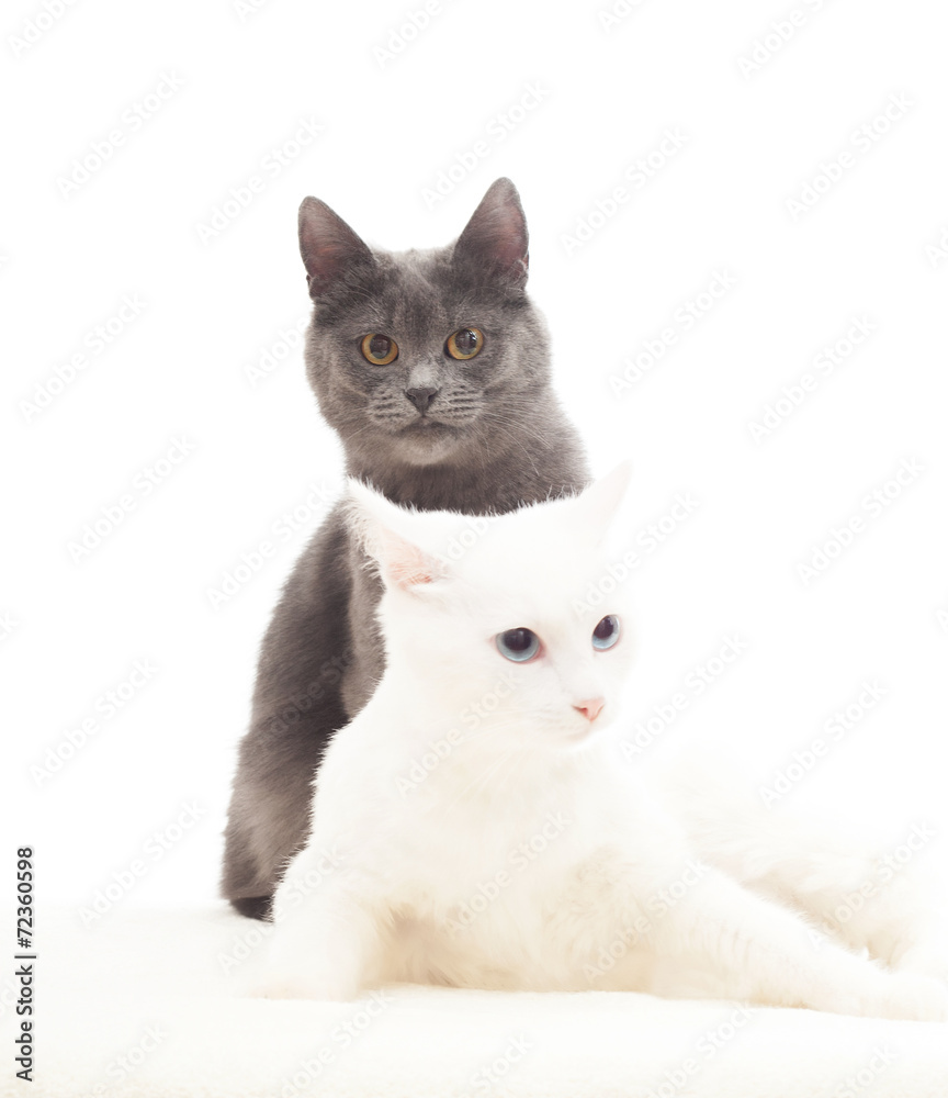 lovely gray and white cats on a white background