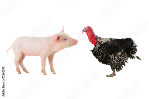 Turkey and pig