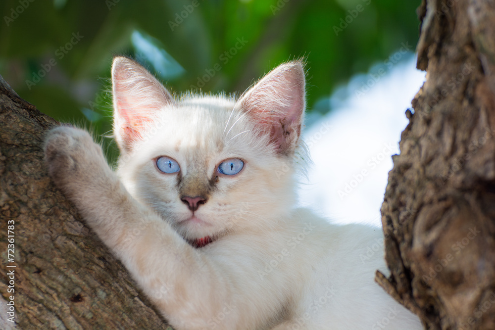 child cat blue eye on tree child cat blue eye on tree