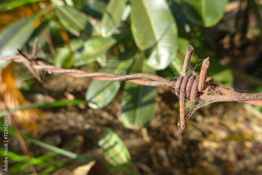 barb wire barb wire