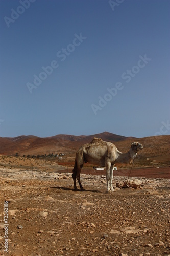 Fuerteventura 73