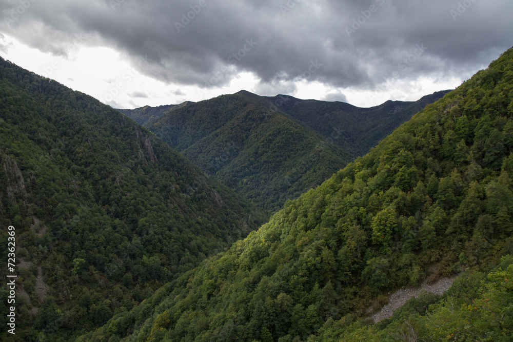 Robledal. Reserva Natural Integral Muniellos, Asturias. Robledal. Reserva Natural Integral Muniellos, Asturias.
