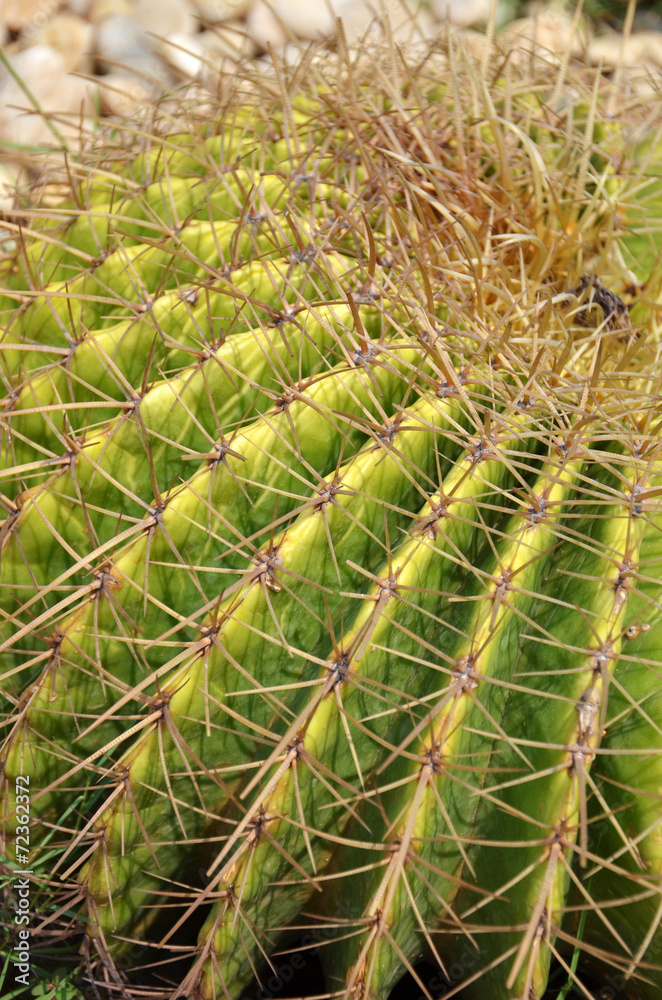 Cactus is a plant that needs very little water Cactus is a plant that needs very little water