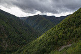 Robledal. Reserva Natural Integral Muniellos, Asturias.