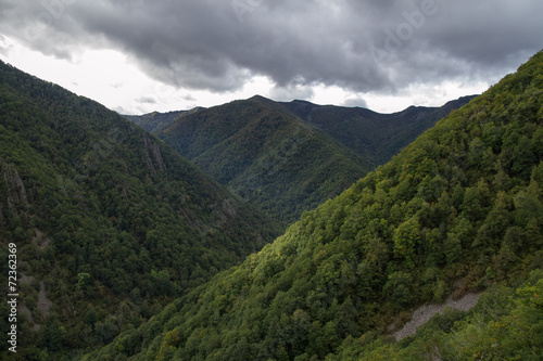 Robledal. Reserva Natural Integral Muniellos, Asturias.