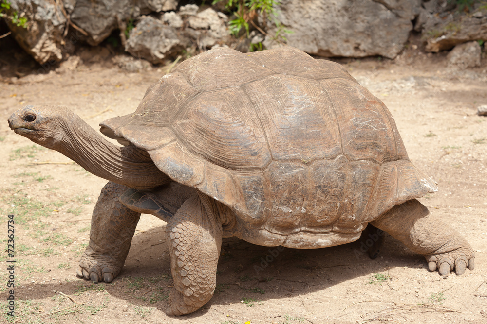 tortue géante d'Aldabra centenaire tortue géante d'Aldabra centenaire