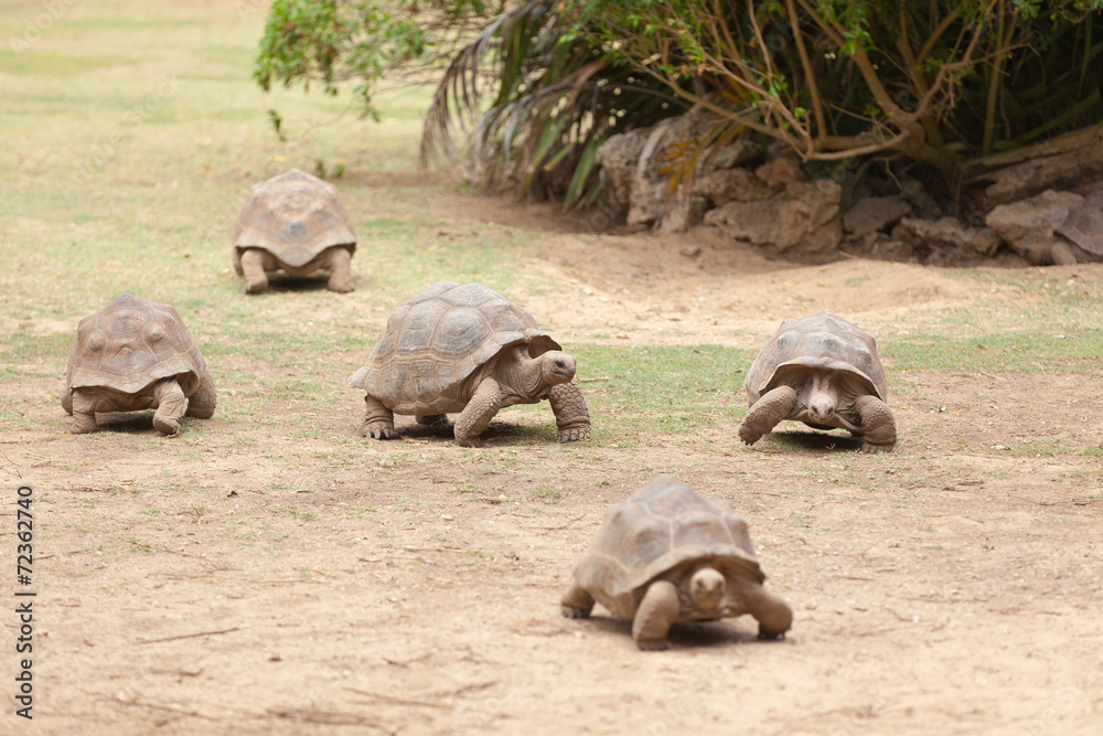 Fototapeta premium tortues géantes, île Rodrigues