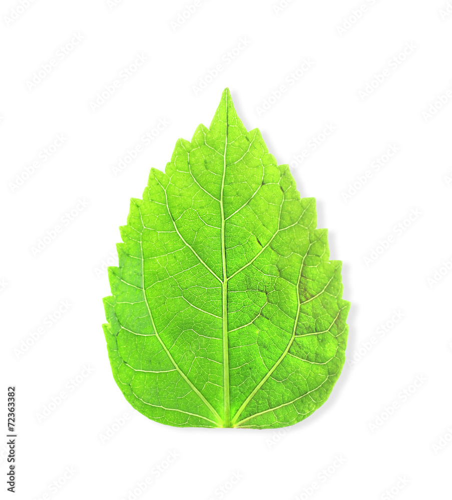 Obraz premium green leaves isolated on white background