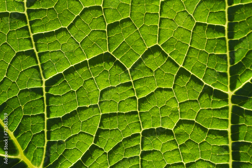 Green leaf fibers close-up background
