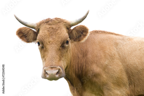 Portrait of a cow on white.