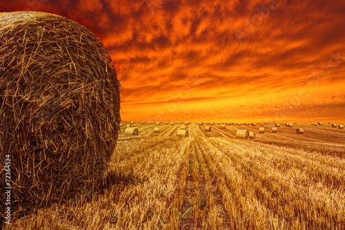 golden field and red sky photo