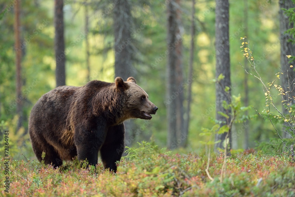 Male brown bear in the forest Male brown bear in the forest