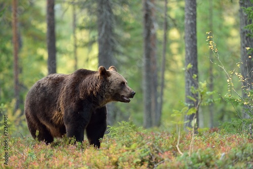 Male brown bear in the forest