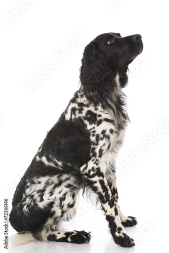 Fototapeta Naklejka Na Ścianę i Meble -  Münsterländer