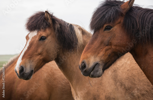 Portrait of red horses