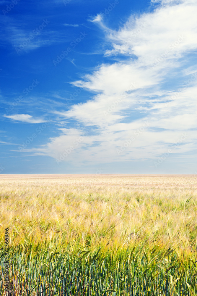 Arable Field under Blue Sky