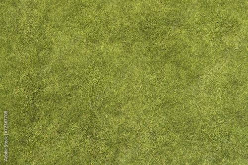 Grass Texture