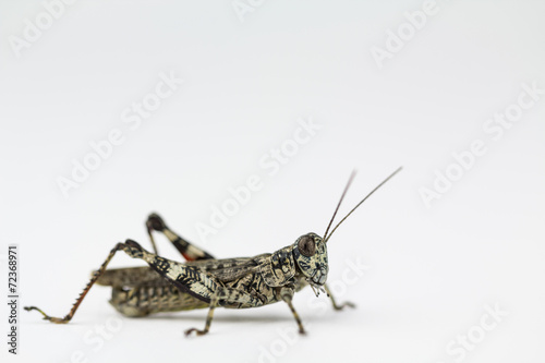 Lichen grasshopper in North Carolina © meisterphotos