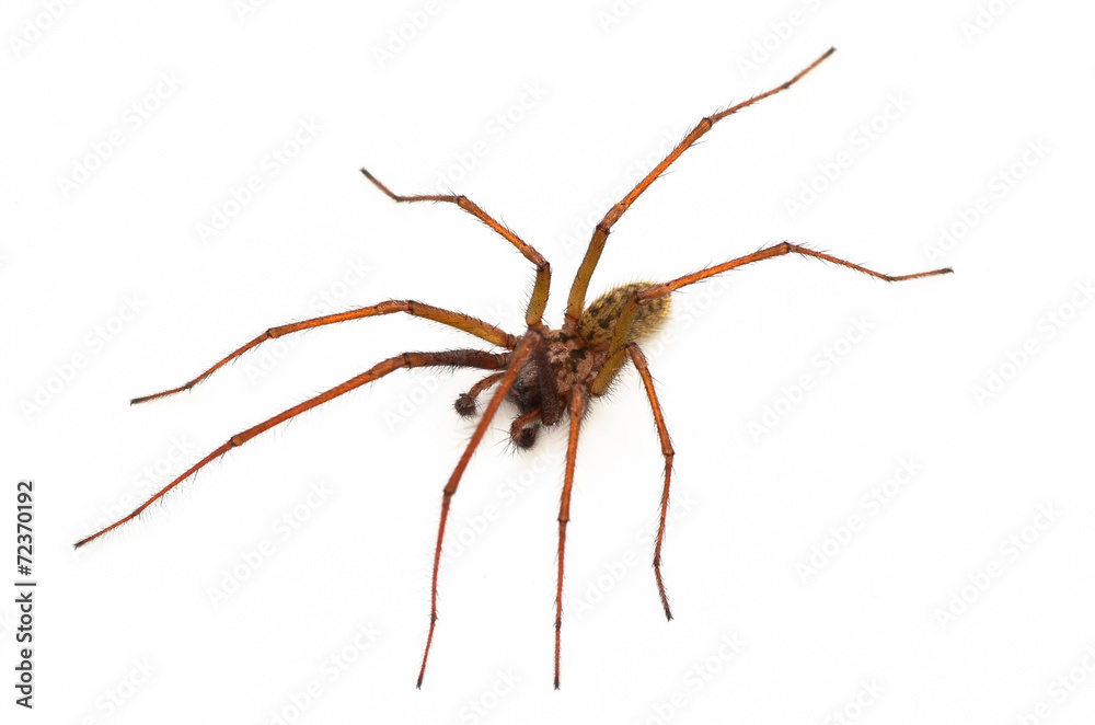 Common house spider, Amaurobius similis Common house spider, Amaurobius similis