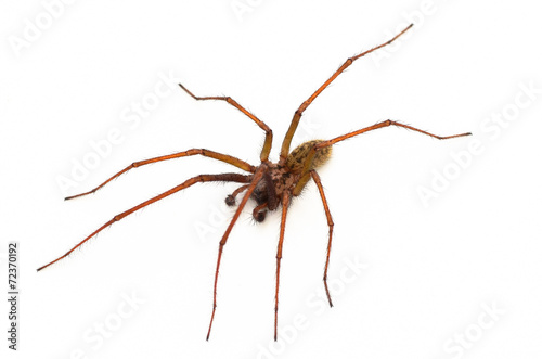 Common house spider, Amaurobius similis
