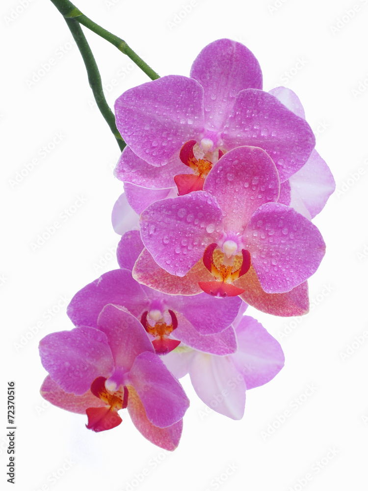 Obraz premium Moth orchid on white background