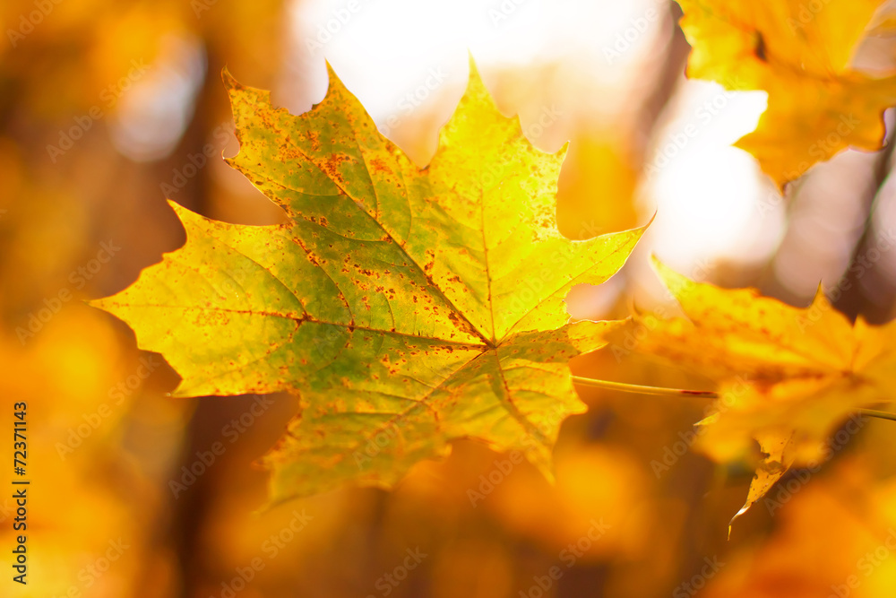Obraz premium Yellow maple leaves