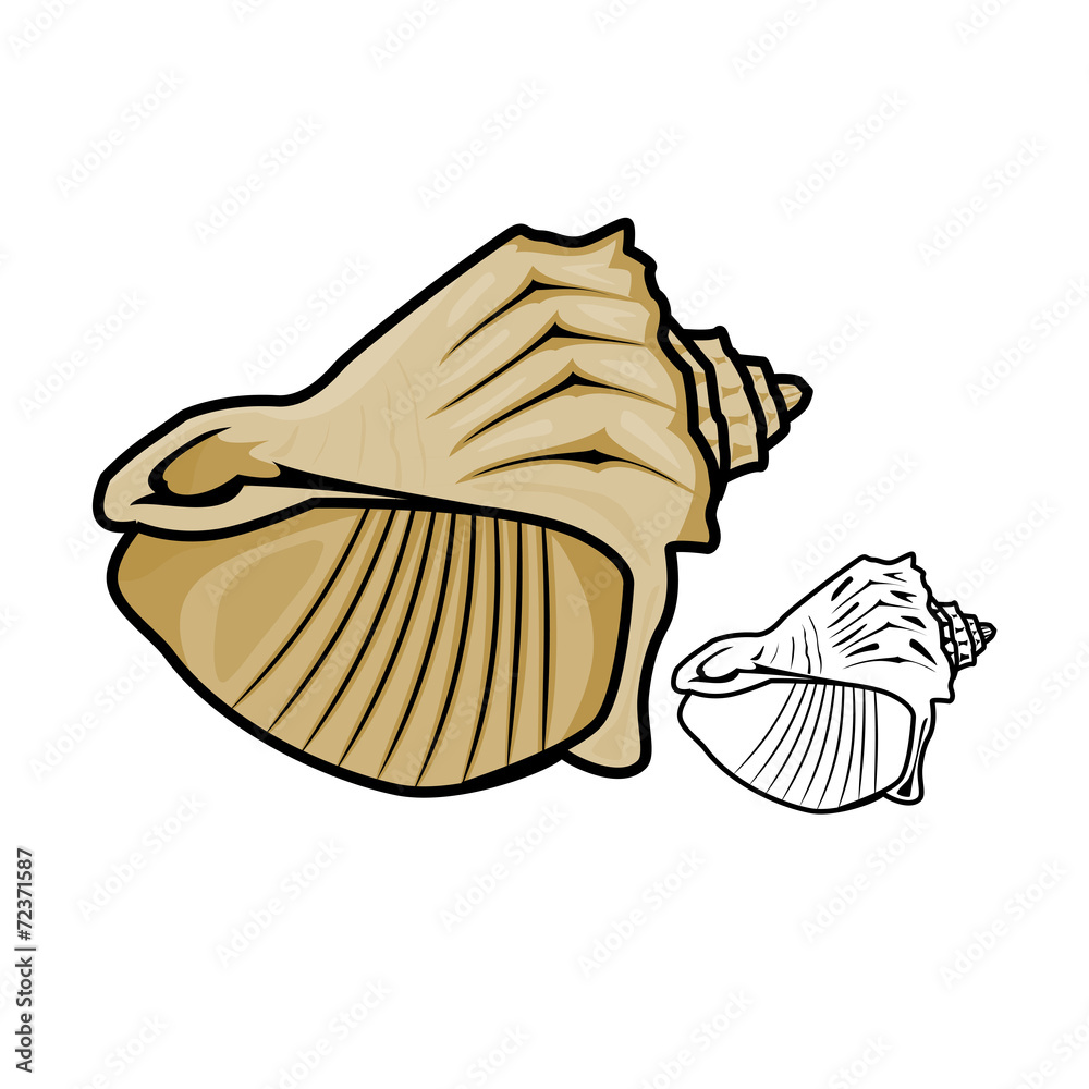 Seashell Seashell