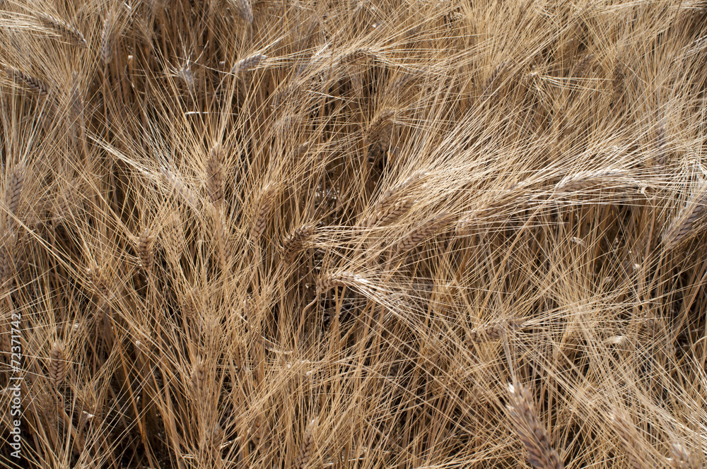 Wheat field Wheat field