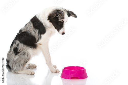 Fototapeta Naklejka Na Ścianę i Meble -  Junger Border Collie
