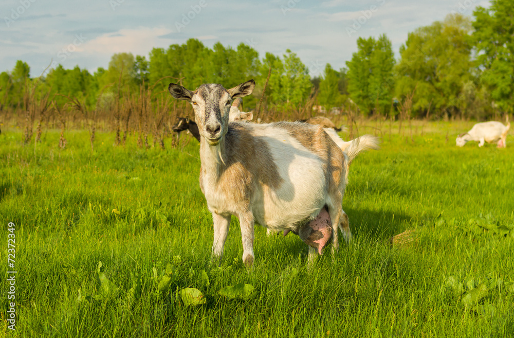 Fototapeta premium Milk goat on a spring pasture