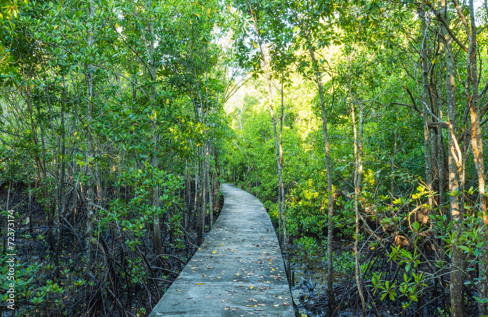 Obraz premium Walkway at mangrove forest in the morning
