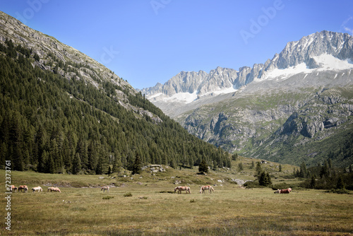 Landscape mountains in Italy Trentino Dolomites Alps Horses