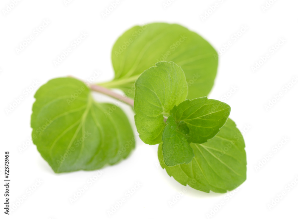 Mint leaves Mint leaves