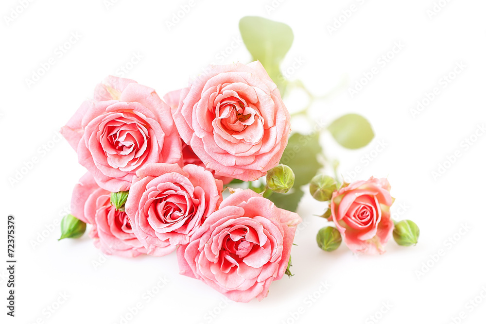 Obraz premium Pink roses on a white background