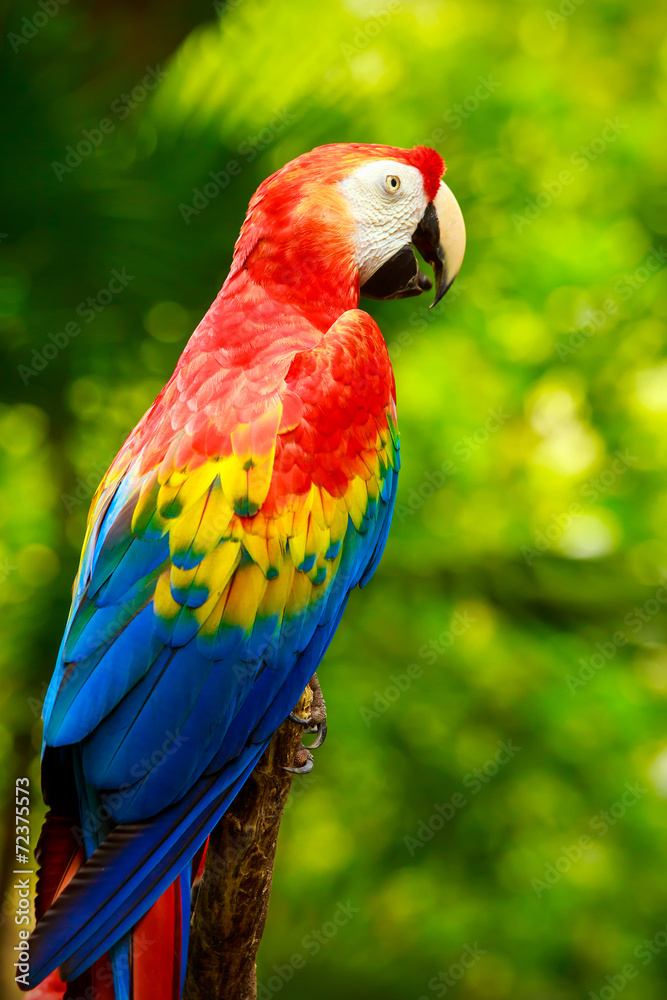 Portrait of colorful Scarlet Macaw parrot