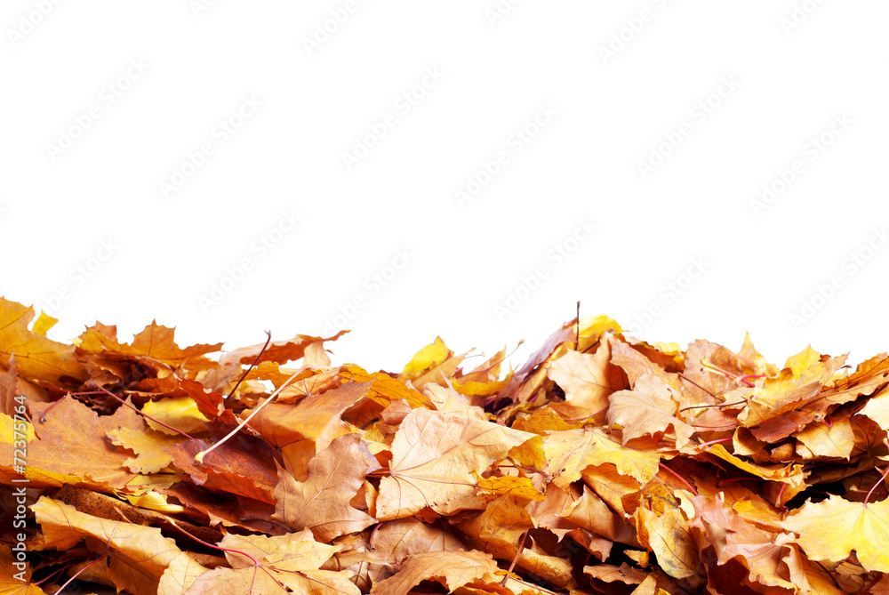 yellow leaves isolated on white background yellow leaves isolated on white background