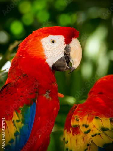 Portrait of colorful Scarlet Macaw parrots © Maciej Czekajewski