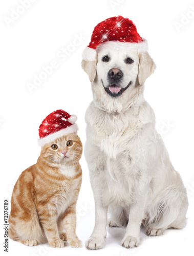 Hund und Katze mit Nikolausmütze © absolutimages