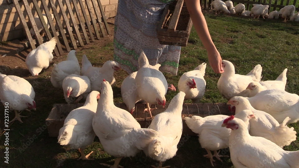 hand pour grain in feeders for broiler chicken in countryside