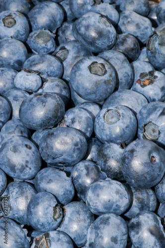 Reife Blaubeeren