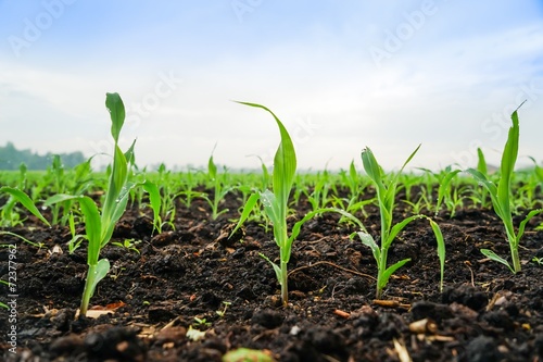 Junge Maispflanzen nach morgendlichem Gewitter