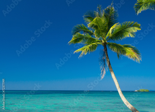 Exotic Paradise Coconut Coast