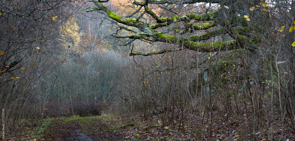 Fototapeta premium forest with oak tree in autumn