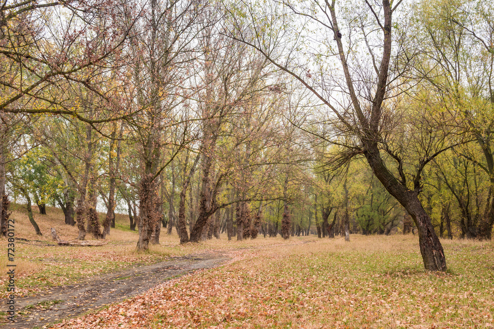 Naklejka premium autumn forest after the rain