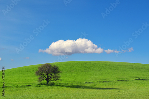 Bella collina con un albero e una nuvola - Pianeta terra - Globo