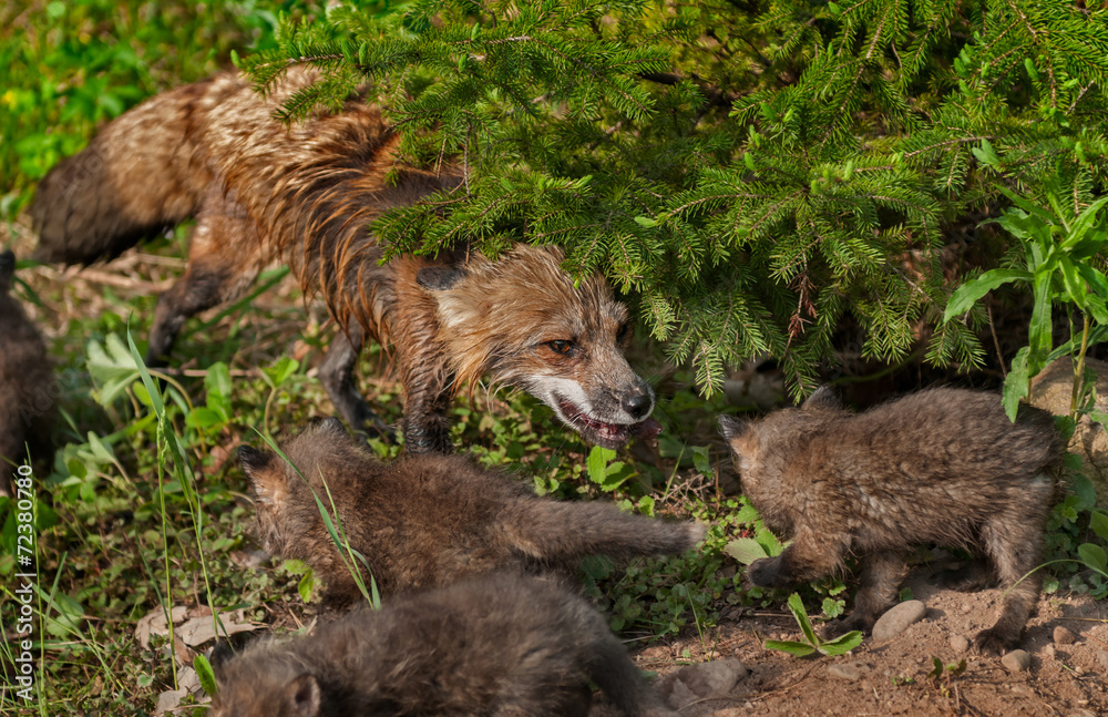 Red Fox Vixen (Vulpes vulpes) and Kits