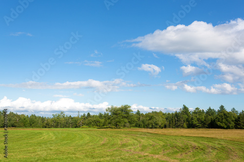 Rural field with distant forest