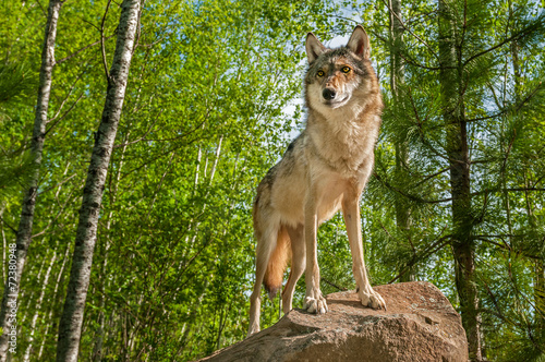 Grey Wolf (Canis lupus) Alert Atop Rock