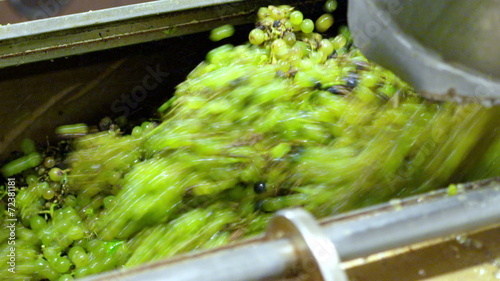 Wine industry - grapes going in the press for juicing