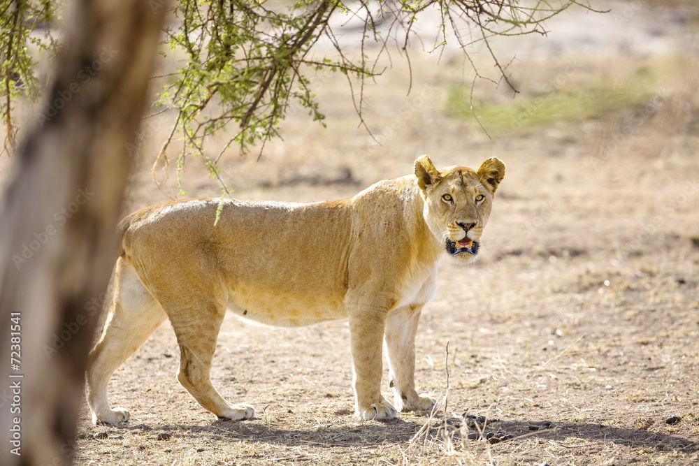 Large lion walks in Serengeti Africaa Large lion walks in Serengeti Africaa